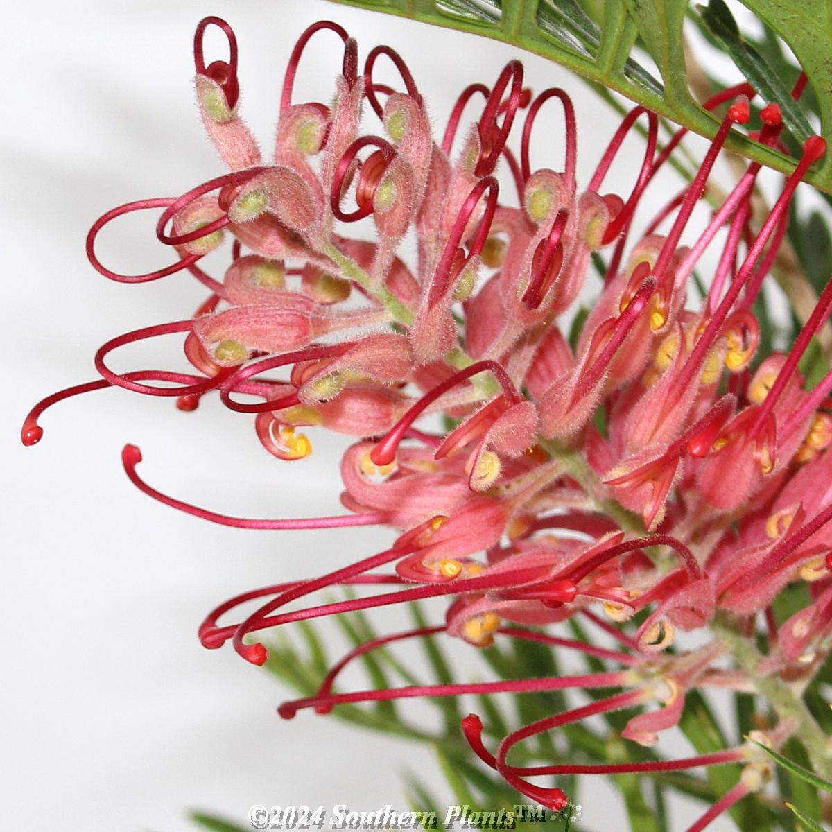 Grevillea Pink Profusion - Reference photo