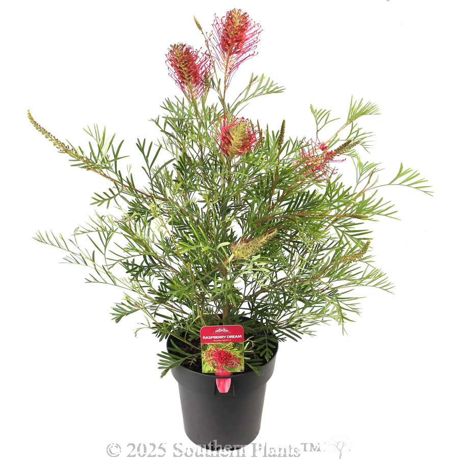 Grevillea Raspberry Dream - Plant photo