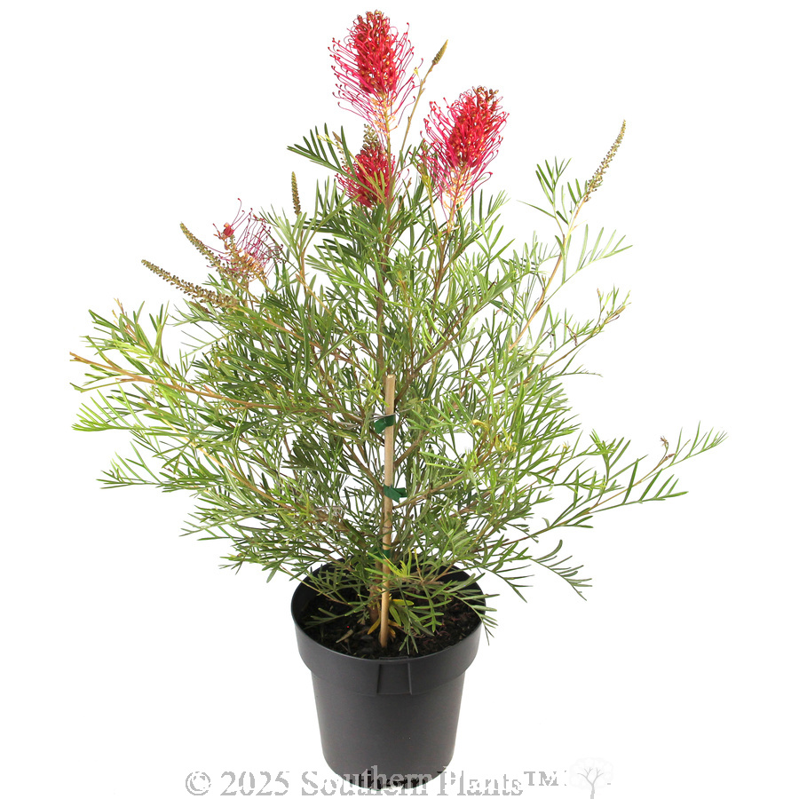 Grevillea Raspberry Dream - Alternate photo