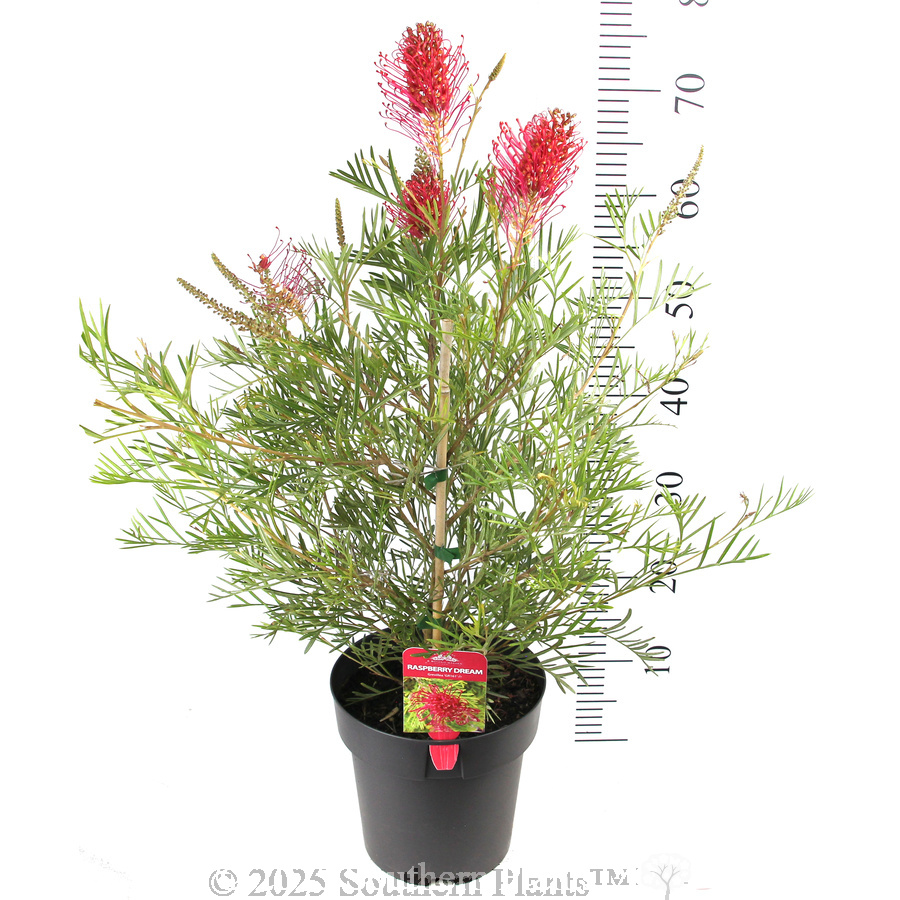 Grevillea Raspberry Dream