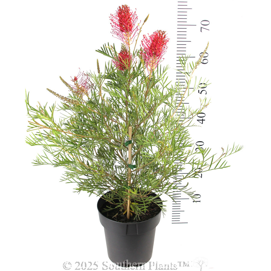Grevillea Raspberry Dream - Reference photo