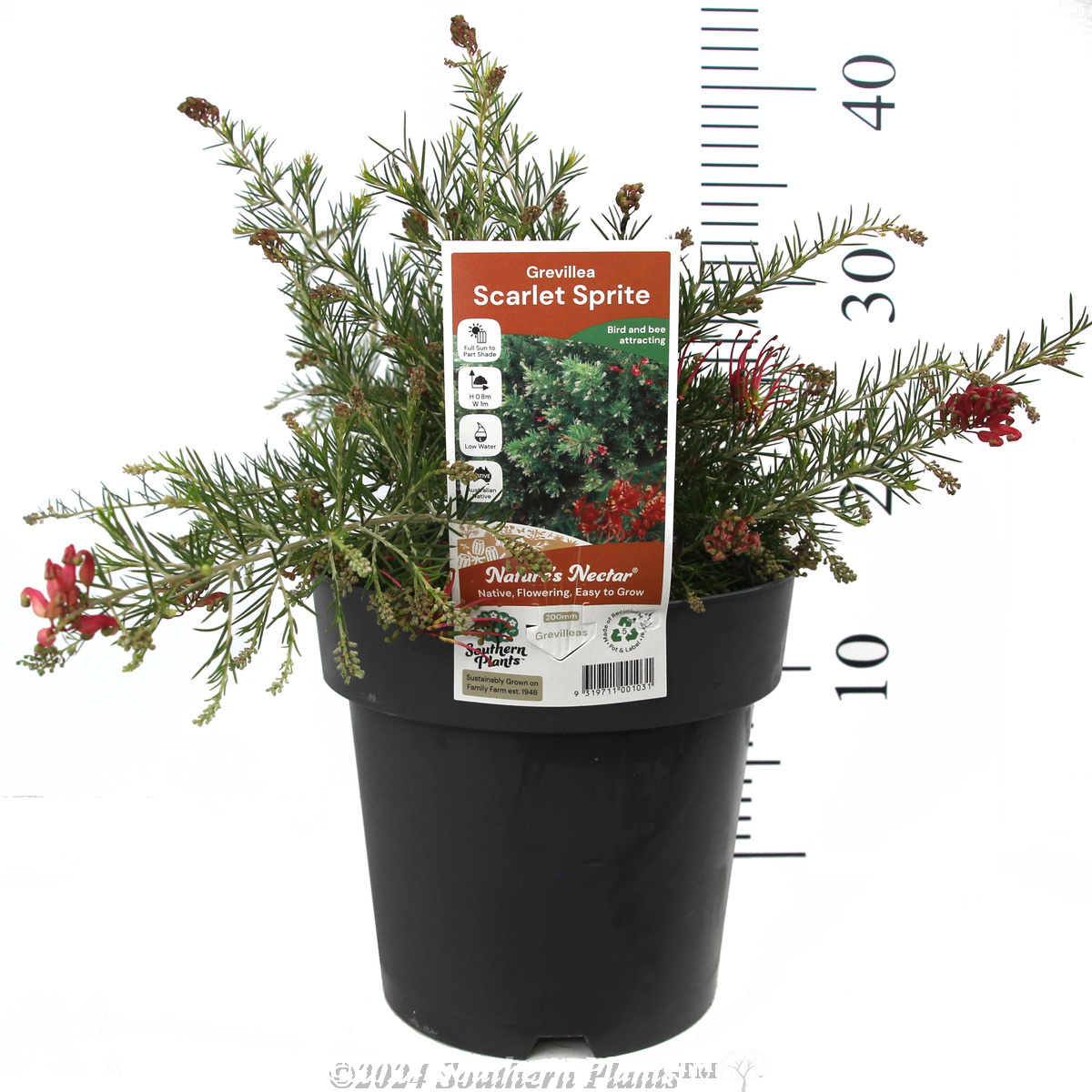 Grevillea Scarlet Sprite - Product photo