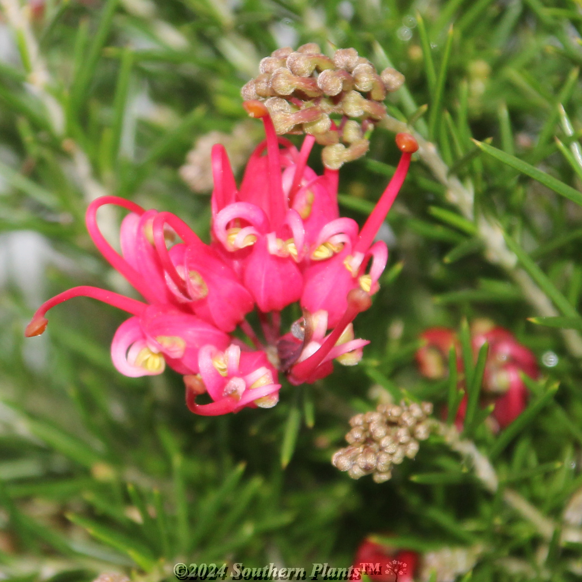 Grevillea Scarlet Sprite