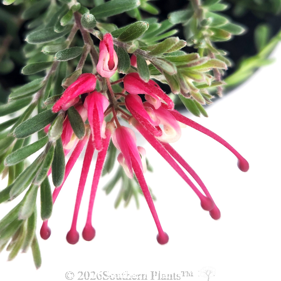 Grevillea Winter Delight