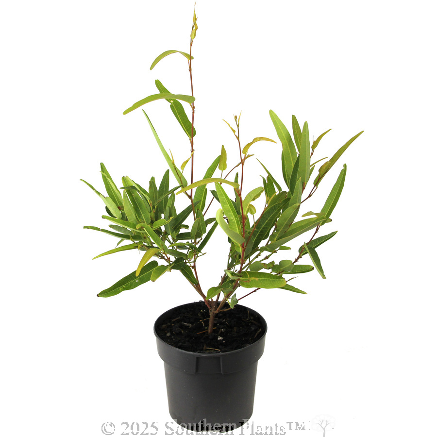 Hardenbergia Meema™ - Alternate photo