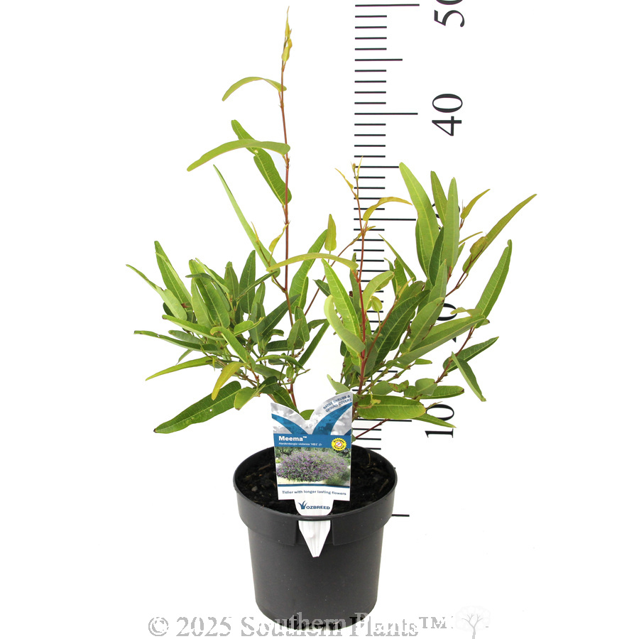 Hardenbergia Meema™ - Product photo