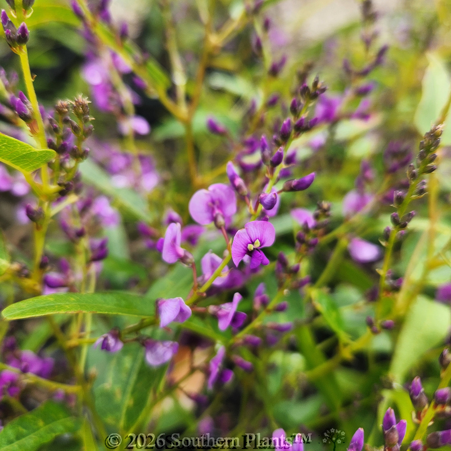 Hardenbergia Meema™