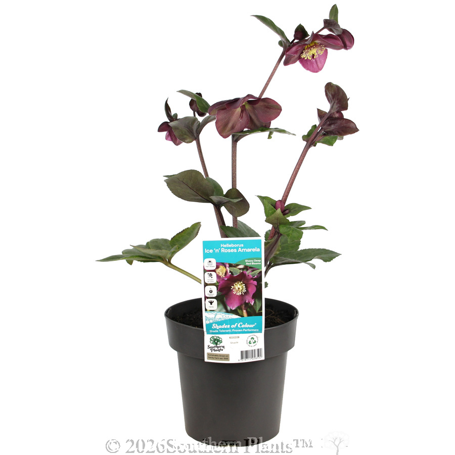 Amarela Winter Rose - Plant photo