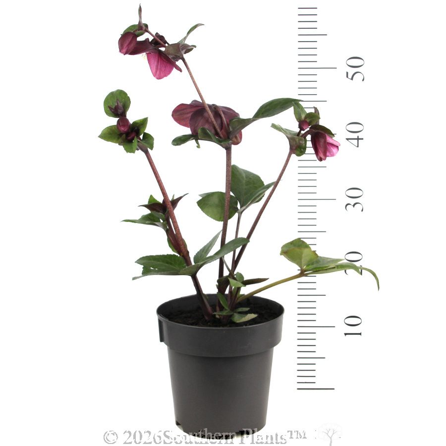 Amarela Winter Rose - Reference photo