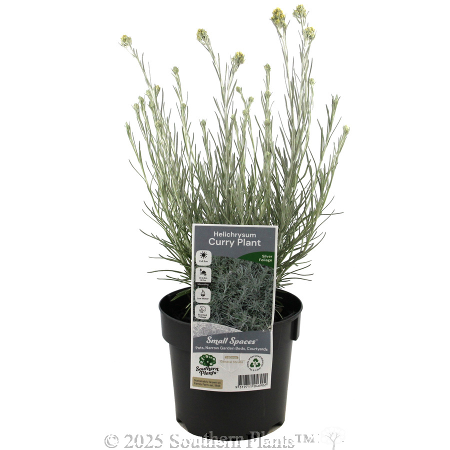 Curry Plant