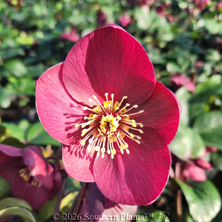Brunello Winter Rose