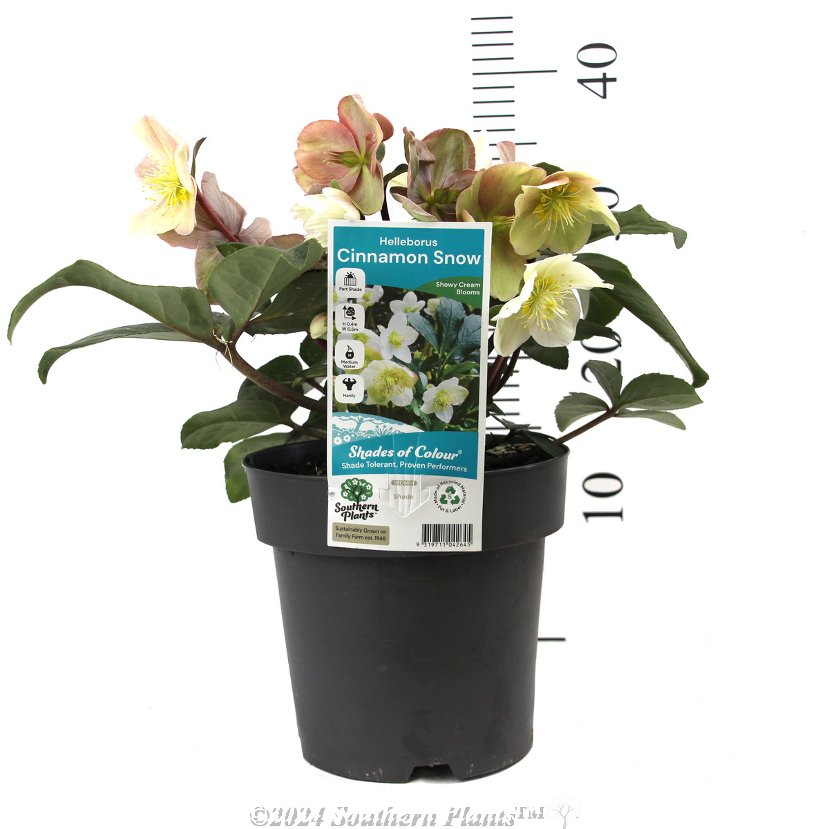 Helleborus Cinnamon Snow - Product photo