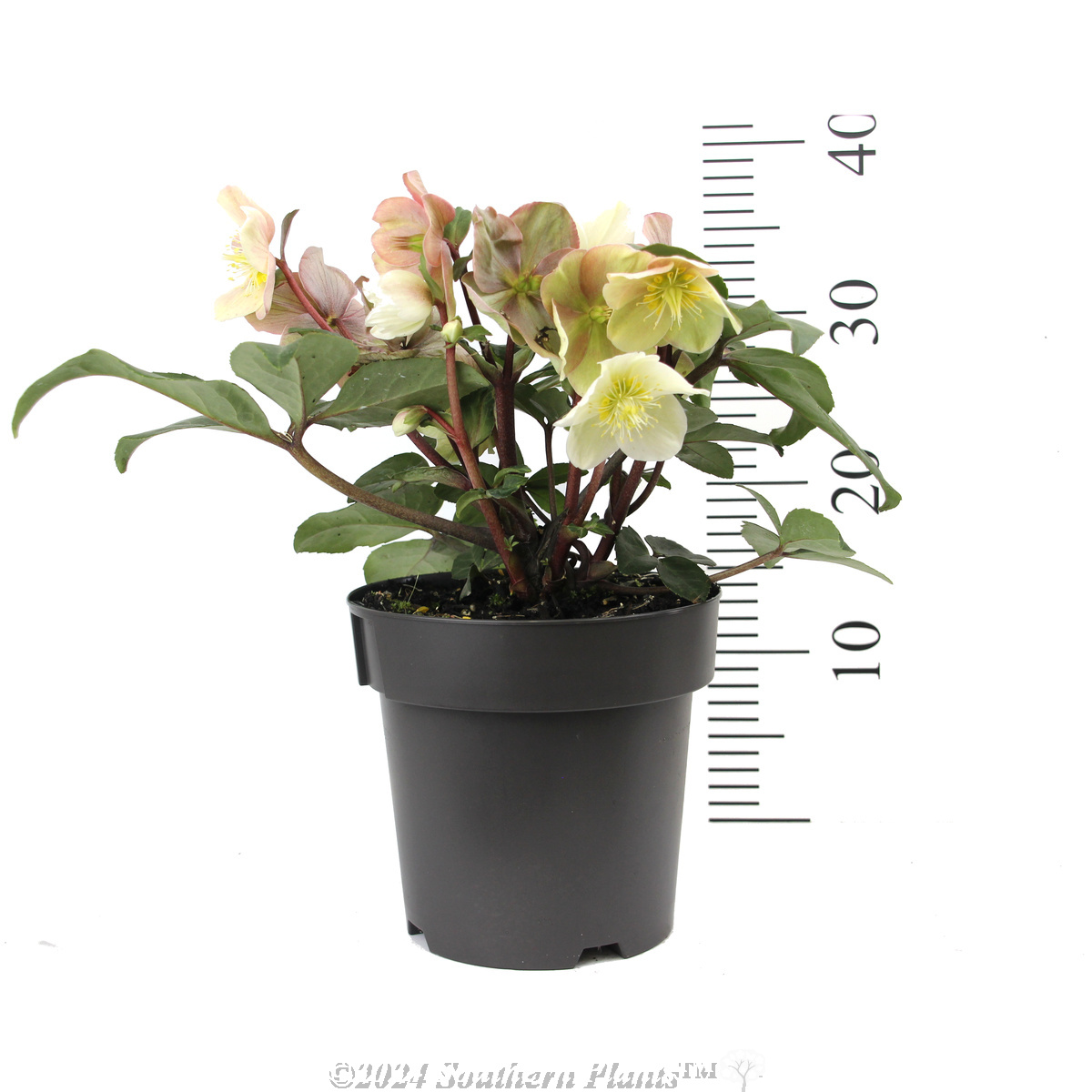 Helleborus Cinnamon Snow - Reference photo