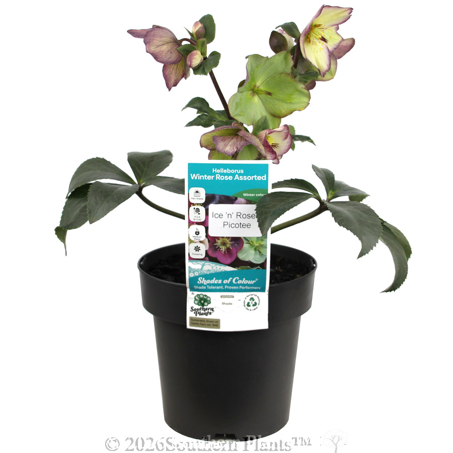 Picotee Winter Rose - Plant photo