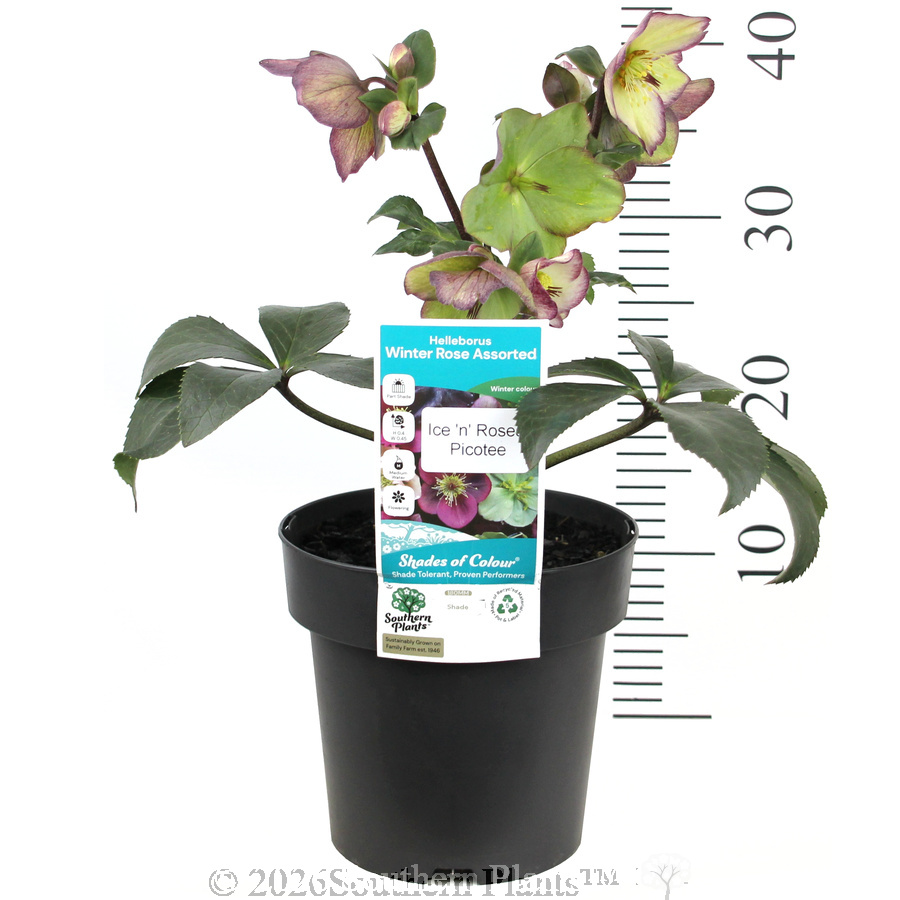 Picotee Winter Rose - Product photo