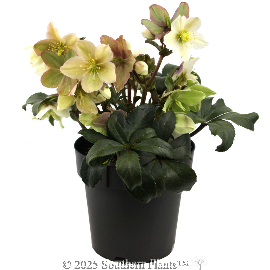 Joker Winter Rose - Alternate photo