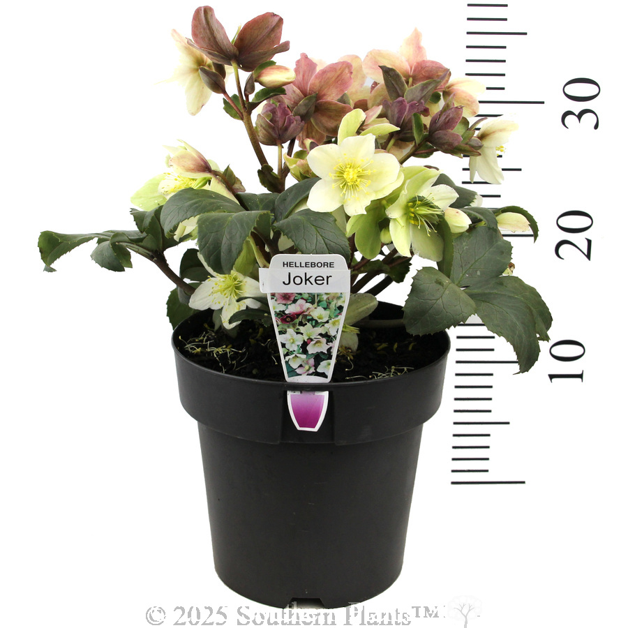 Joker Winter Rose - Product photo