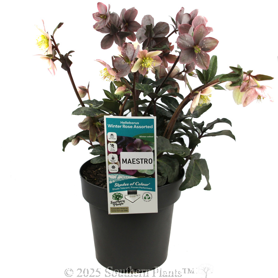 Maestro Winter Rose - Plant photo