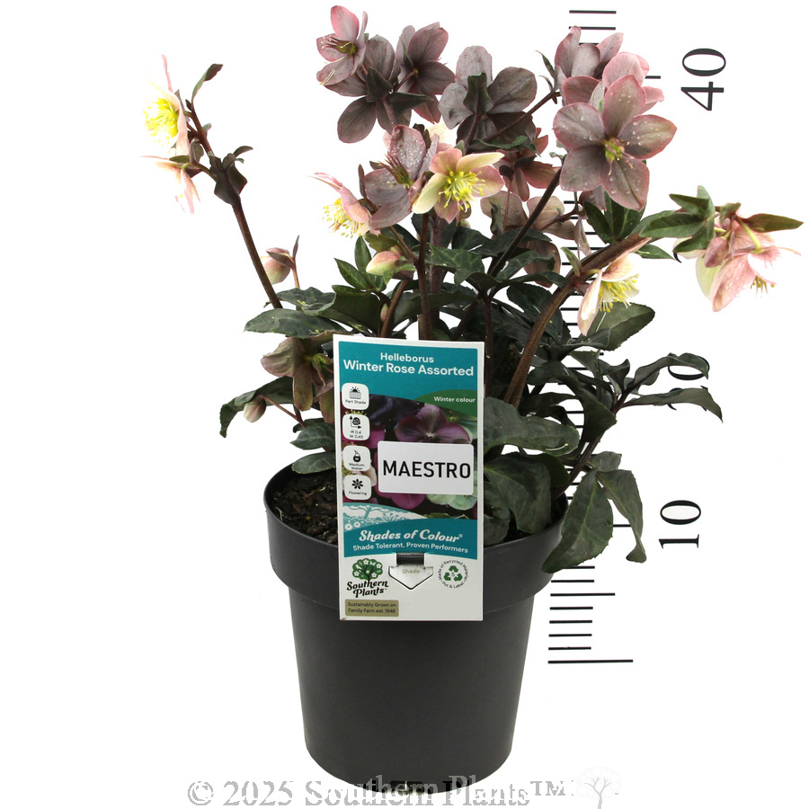 Maestro Winter Rose - Product photo