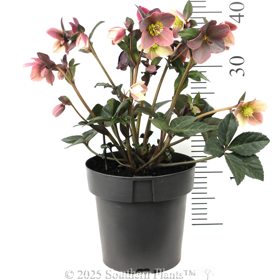 Merlin Winter Rose - Reference photo
