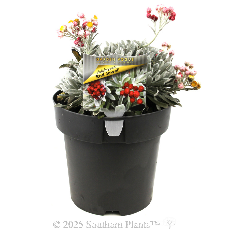 Helichrysum Red Jewel - Plant photo