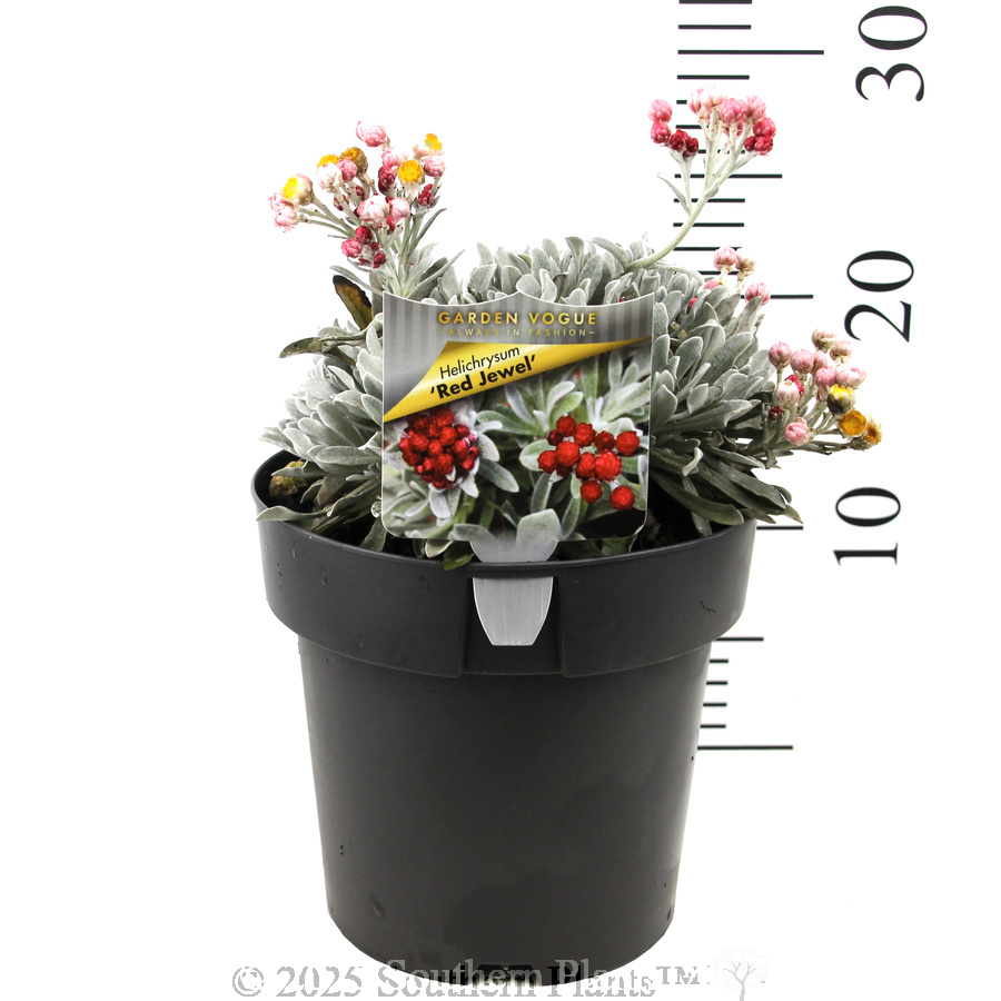 Helichrysum Red Jewel - Product photo
