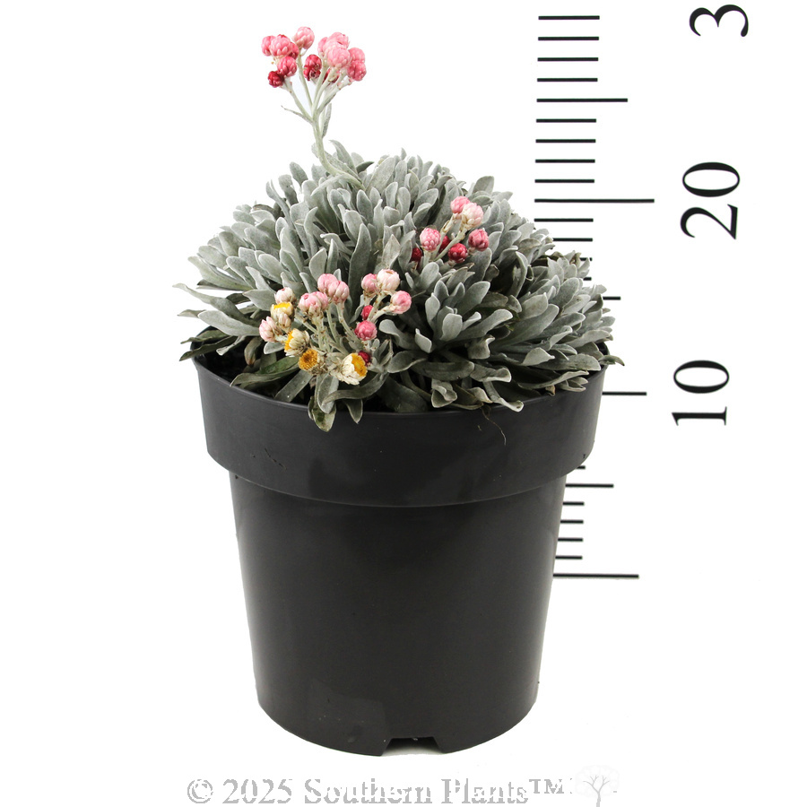 Helichrysum Red Jewel - Reference photo
