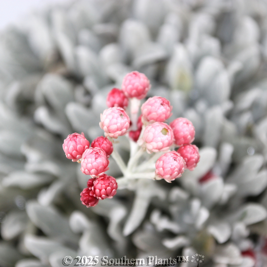 Helichrysum Red Jewel