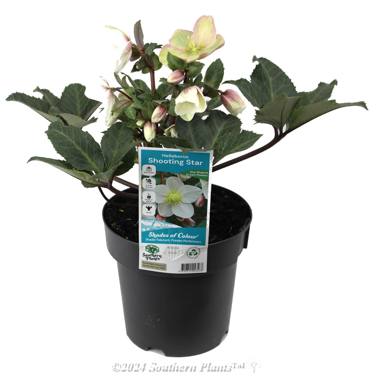 Helleborus Shooting Star - Plant photo
