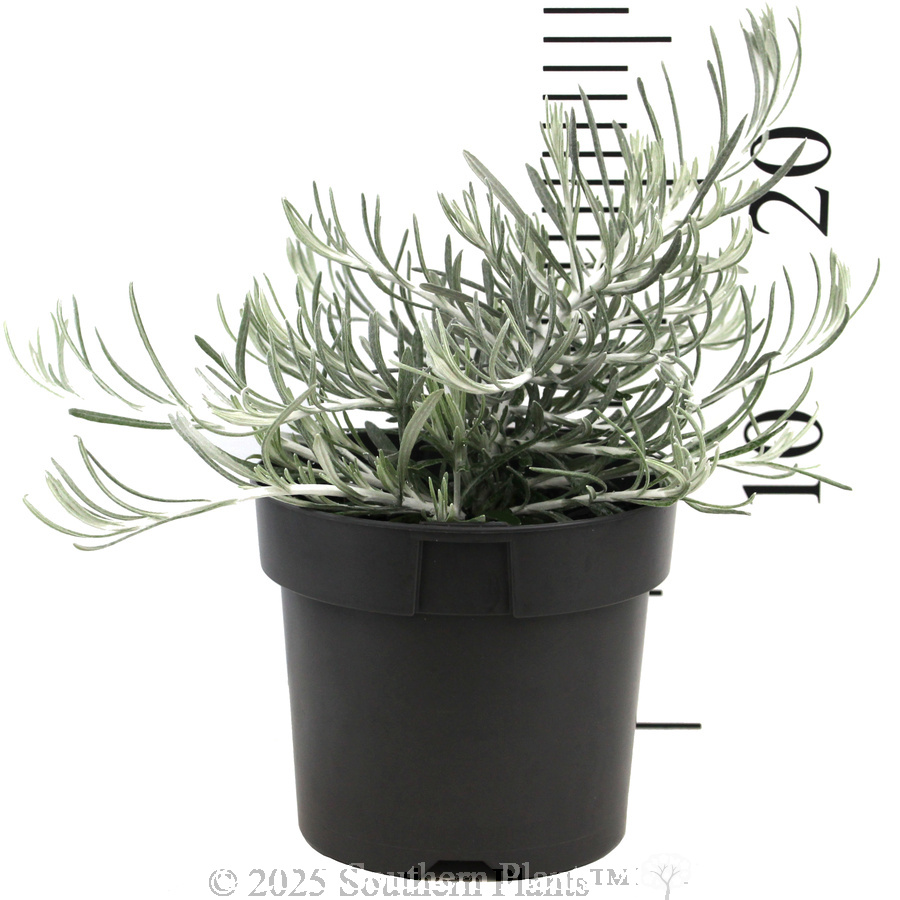 Curry Plant - Reference photo