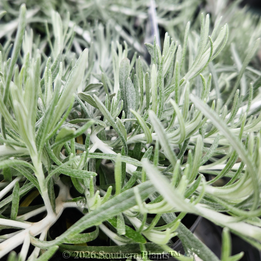 Curry Plant - Detail