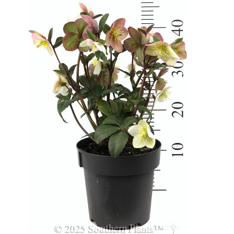 Snow Dance Winter Rose - Reference photo