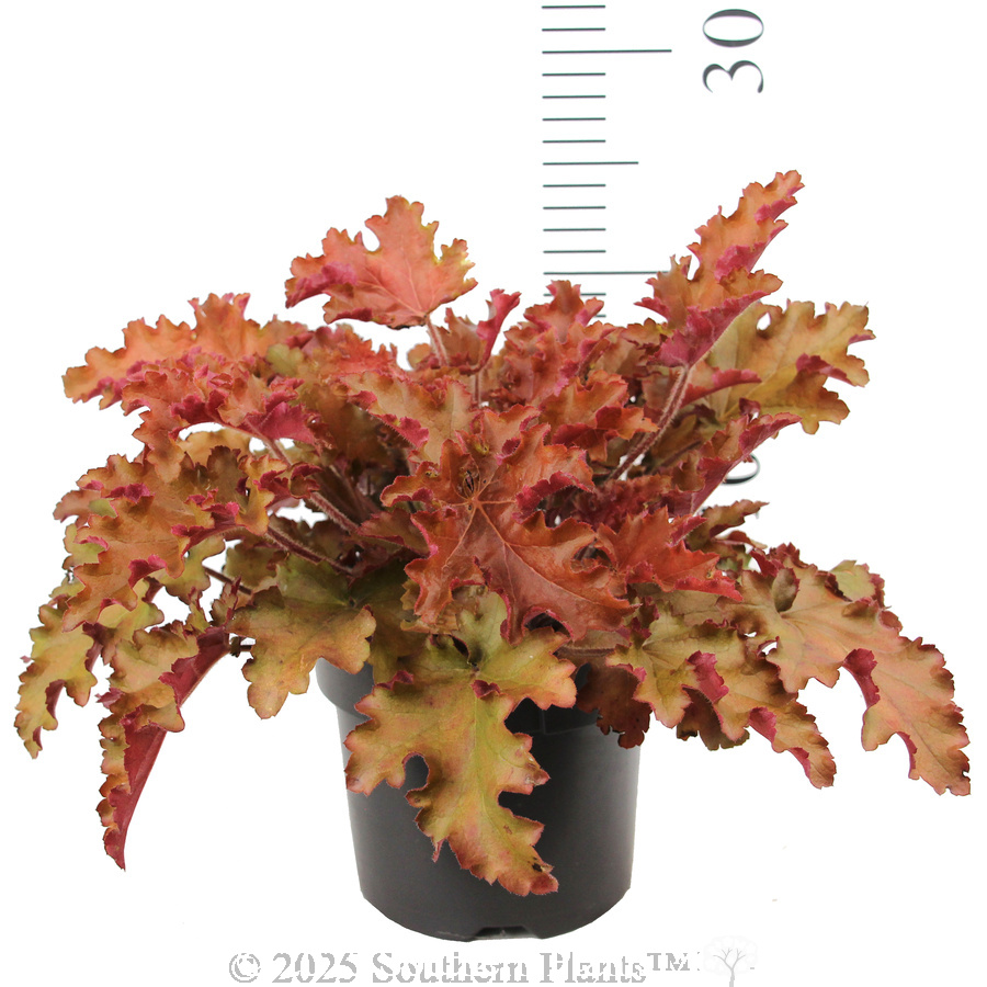 Orange Coral Bells - Reference photo