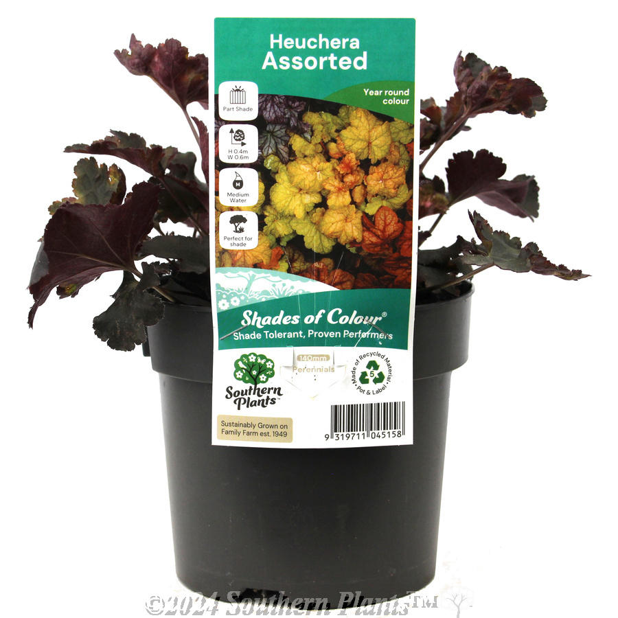Coral Bells - Plant photo