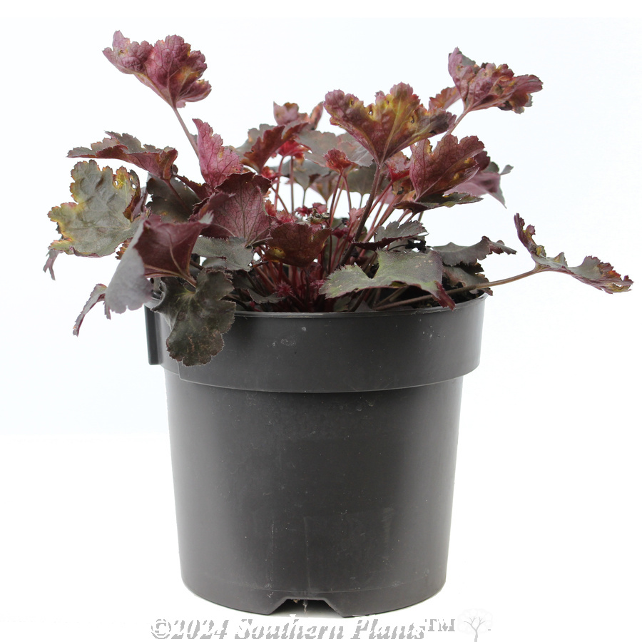 Coral Bells - Alternate photo