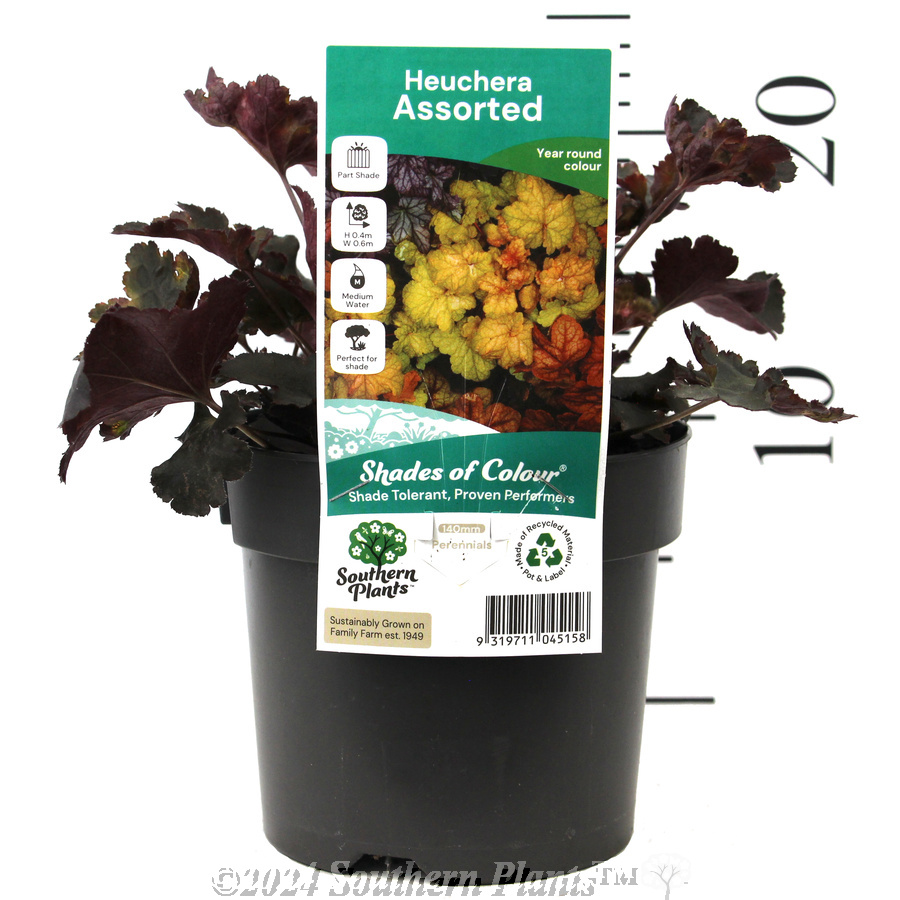 Coral Bells - Product photo