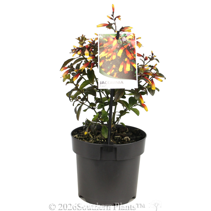 Firefly Jacobinia