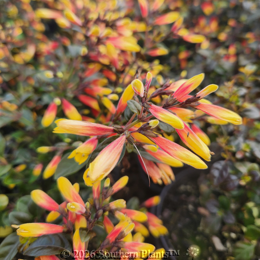 Firefly Jacobinia - Detail