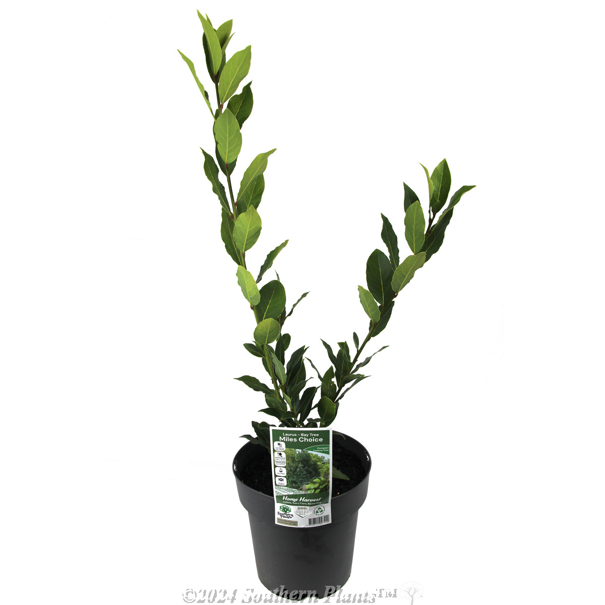 Compact Bay Laurel - Plant photo