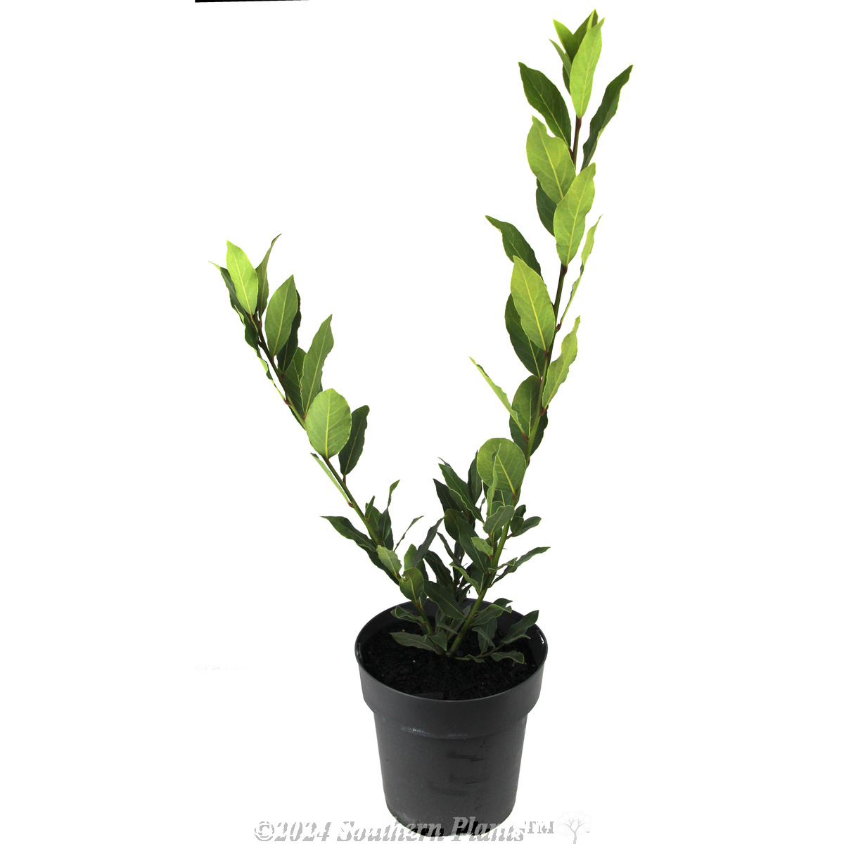 Compact Bay Laurel