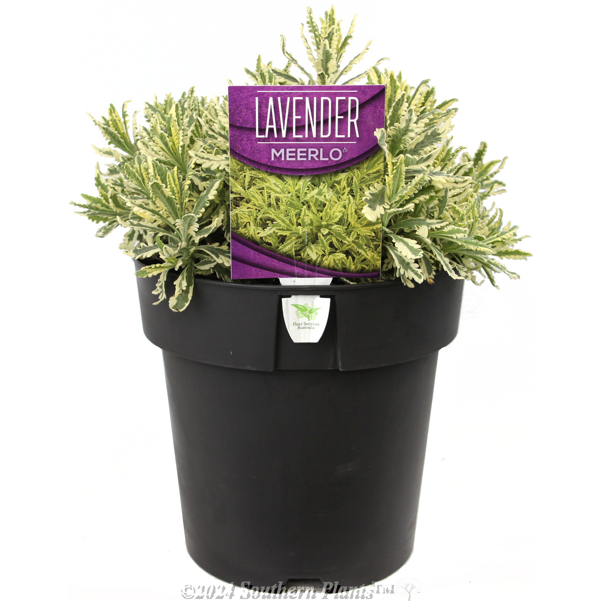 Lavender Meerlo - Plant photo