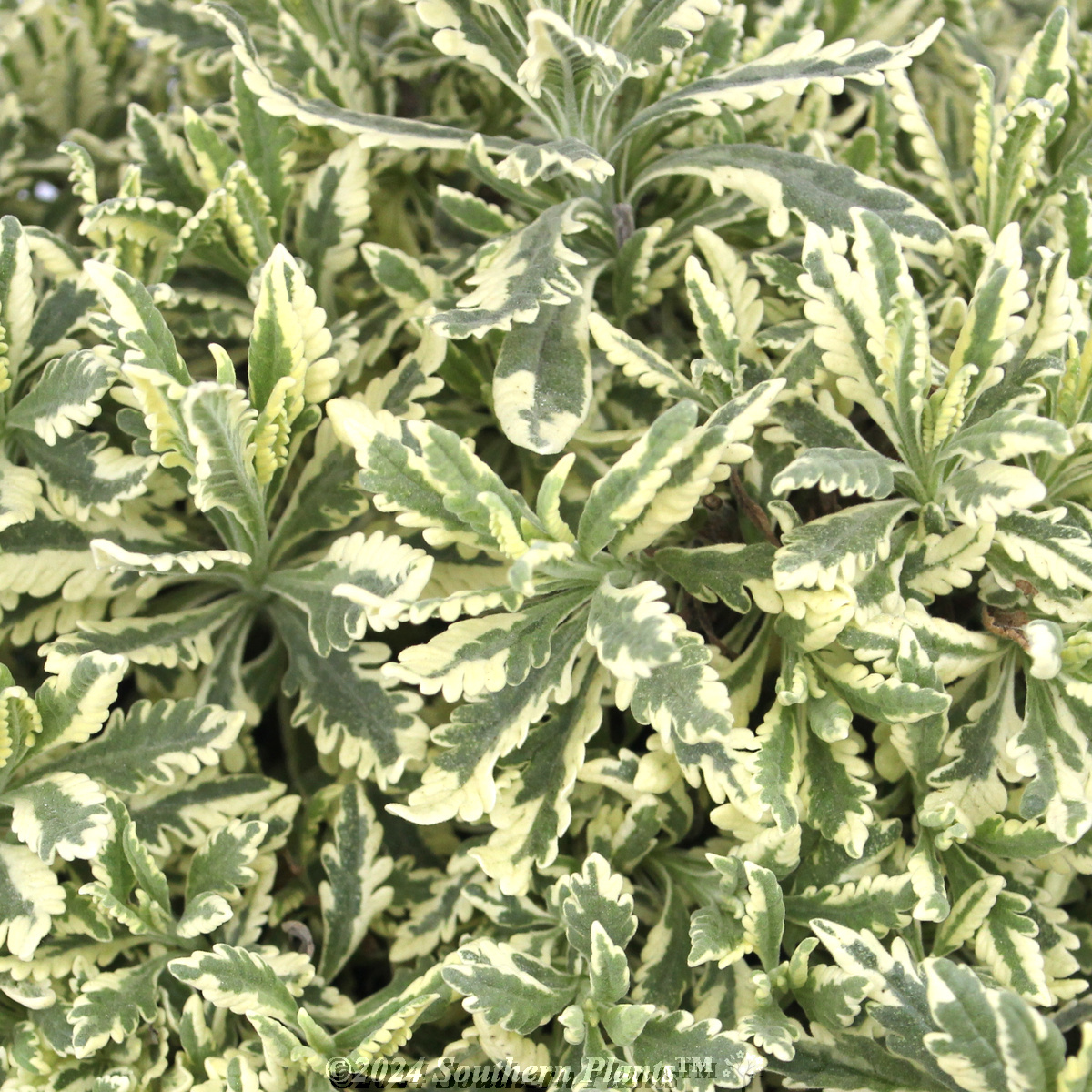 Lavender Meerlo