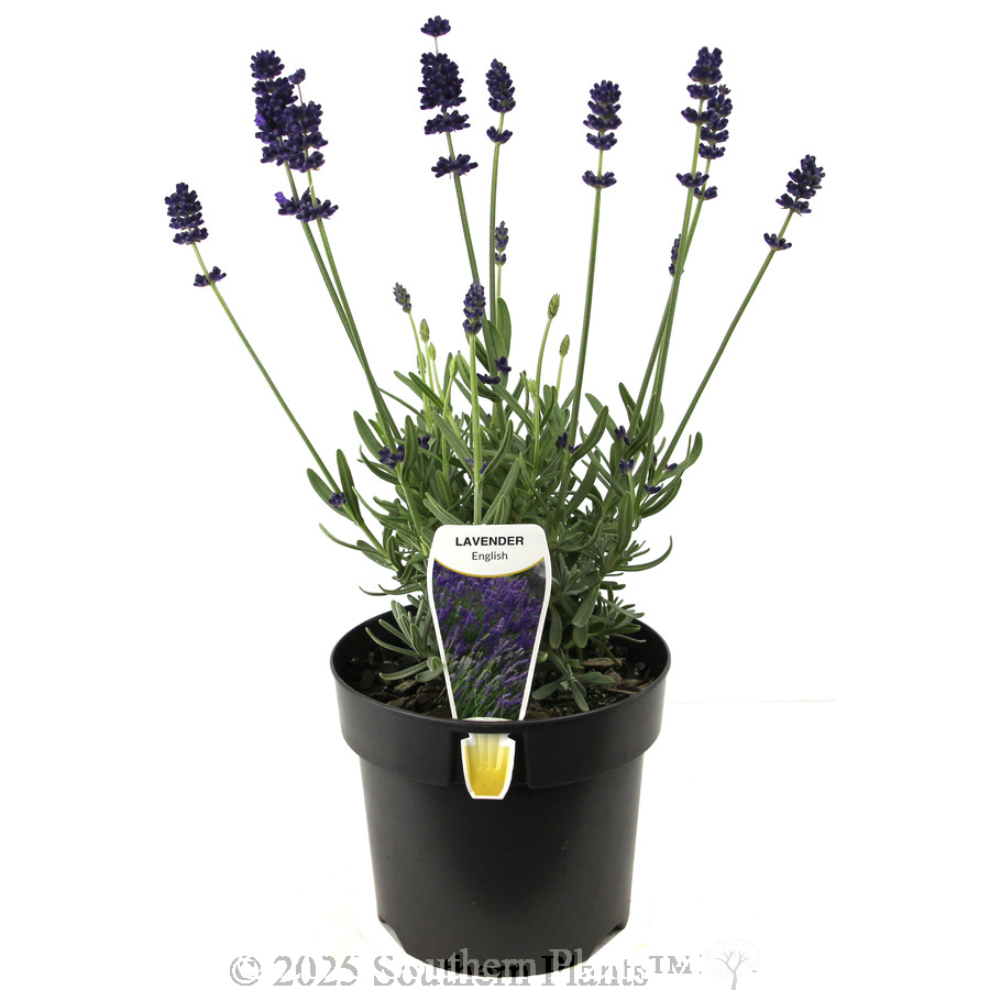 English Lavender - Plant photo