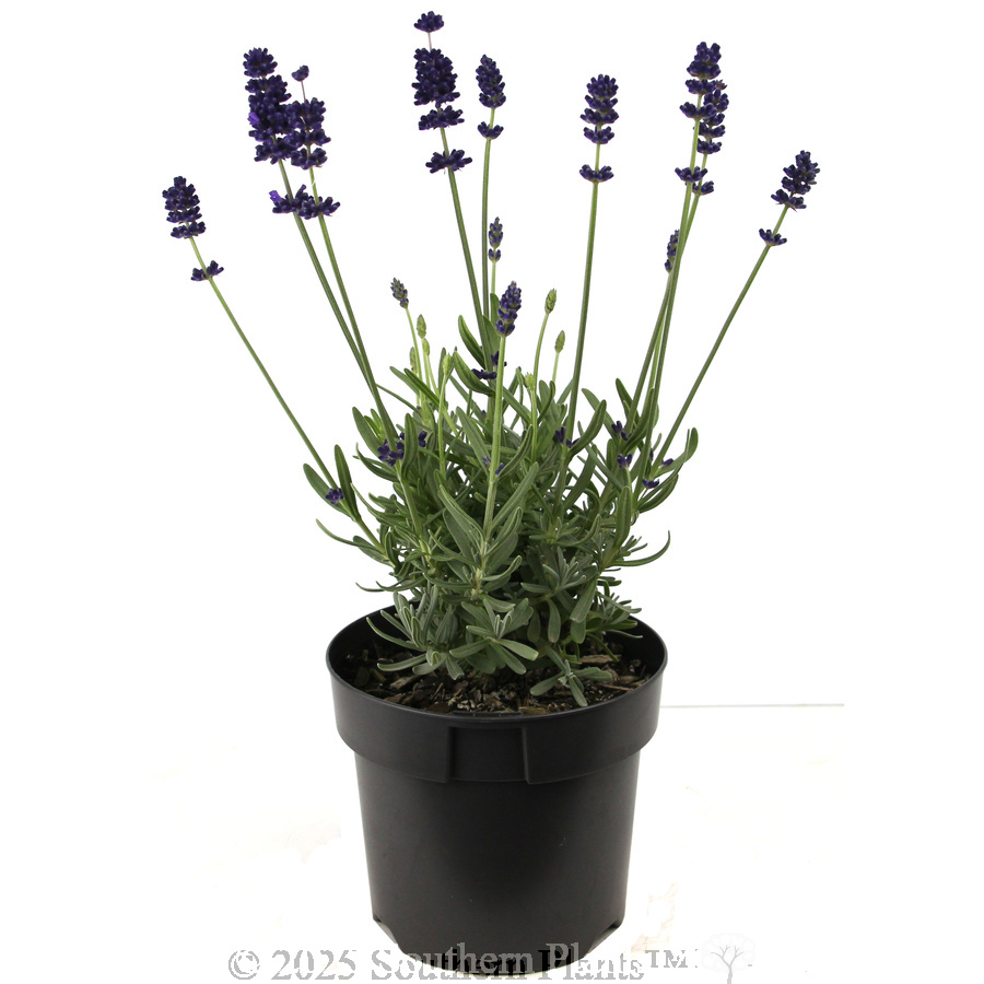 English Lavender - Alternate photo