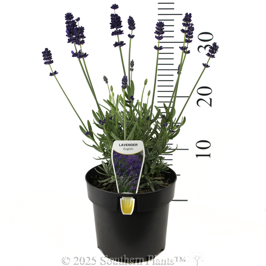English Lavender - Product photo