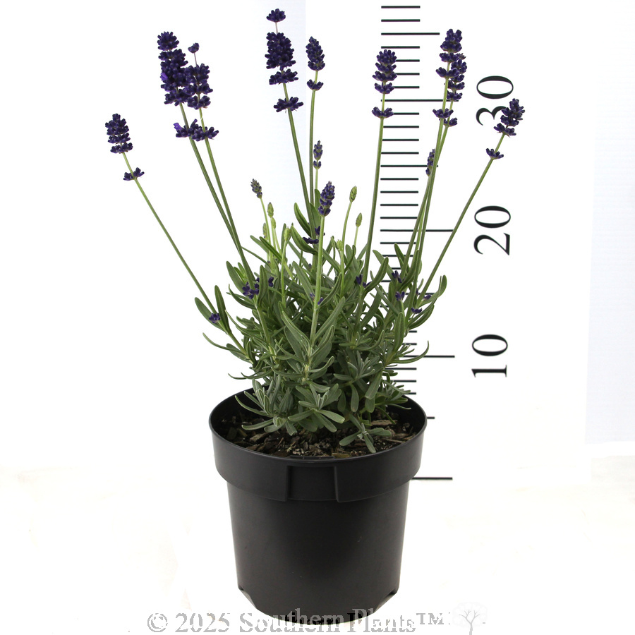 English Lavender - Reference photo