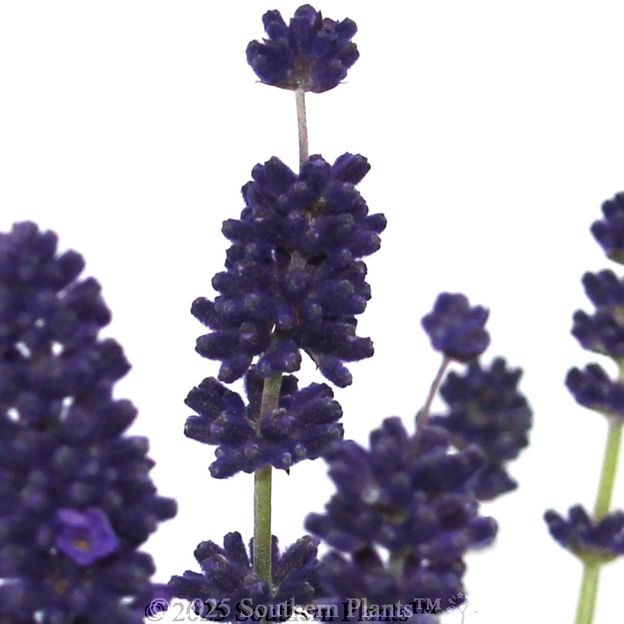 English Lavender