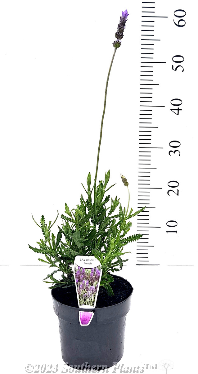 French lavender
