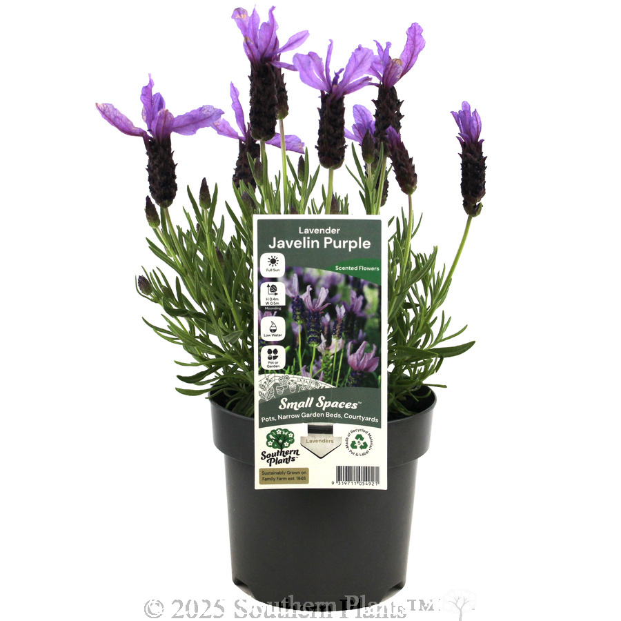 Lavender Javelin Forte Deep Purple