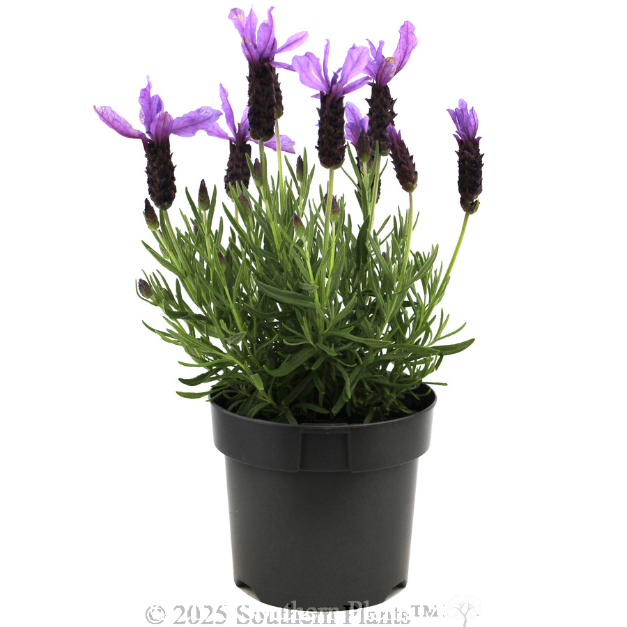Lavender Javelin Forte Deep Purple - Alternate photo